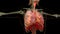 Human Respiratory System Lungs Anatomy Animation Concept. visible lung, pulmonary ventilation,