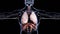 Human Respiratory System Lungs Anatomy Animation Concept. visible lung, pulmonary ventilation, trachea,
