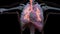 Human Respiratory System Lungs Anatomy Animation Concept. visible lung, pulmonary ventilation, trachea, Realistic high quality