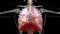 Human Respiratory System Lungs Anatomy Animation Concept. visible lung, pulmonary ventilation, trachea, Realistic high quality