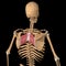 Human rhomboid major muscles on skeleton