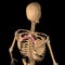 Human rhomboid minor muscles on skeleton