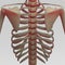 Human ribs and clavicle