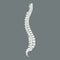 Human ridge. Spine symbol scoliosis vector design