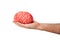 Human rubber brain in a hand