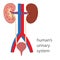 Human\'s urinary system