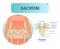 Human sacrum bone structure diagram, anatomical vector illustration labeled scheme with bone sections.