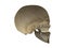 Human scull vertical section side view