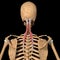 Human semispinalis capitis muscles on skeleton