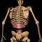 Human serratus posterior inferior muscles on skeleton