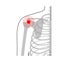 Human shoulder joint pain anatomy