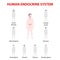 Human silhouette with endocrine glands. icons set