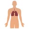 Human silhouette with inflamed respiratory system lungs showing diseases like asthma and bronchitis vector illustration.