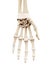 The human skeletal hand