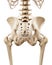 The human skeletal hip