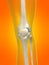 Human skeletal knee