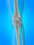 Human skeletal knee