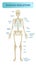 Human skeletal system, anatomical model. Medical vector illustration poster, educational information.