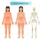 Human skeletal system, anatomical model. Medical vector illustration poster, educational information.