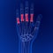 Human skeleton anatomy Proximal Phalanges Bones 3D Rendering For Medical Concept