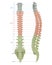 Human Skeleton Anatomy.Vertebral Column of Human Body Anatomy diagram including all vertebra cervical thoracic lumbar
