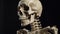 Human skeleton, black background isolate. Scientific body anatomy, medical exhibit. AI generated.