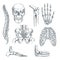 Human skeleton, bones and joints. Vector sketch isolated illustration. Hand drawn doodle anatomy symbols set