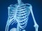 Human skeleton, breast chest