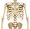 Human skeleton: breast chest. Front view.