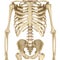 Human skeleton: breast chest. Medically accurate 3D illustration