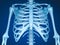 Human skeleton: breast chest. Medically accurate 3D illustration