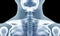 Human skeleton chest x-ray image