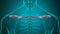 Human skeleton Clavicle Bones Anatomy Loopable 3D Illustration