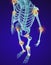 Human skeleton and damajed joints . Xray view.