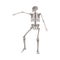 Human skeleton dancing, medical body anatomy model with arm bone raised in dynamic motion