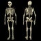 Human skeleton double view