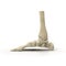 Human Skeleton Foot on White 3D Illustration