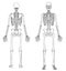 Human Skeleton - Front and Back