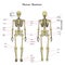 Human skeleton, front and rear view with explanatations.