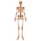The human skeleton. Front view. Anatomy.