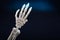 Human skeleton hand anatomy model. Medical clinic concept