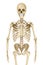 Human skeleton isolated , Medically accurate illustration .
