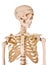 Human skeleton isolated on white background.