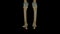 Human skeleton Knee and Foot joint ligaments anatomy 3D