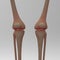 Human skeleton knee joint
