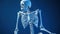 Human skeleton in lamp light, blue background. Scientific body anatomy. AI generated.