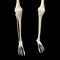 Human Skeleton legs, body bone joints