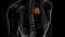 Human Skeleton Manubrium Anatomy 3D