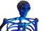 A human skeleton in neon light isolated on a white background. Halloween, decoration and horror concept