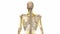 Human skeleton with nerves